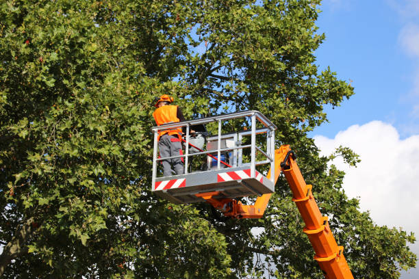 Madrid, IA Tree Removal and Landscaping Services Company